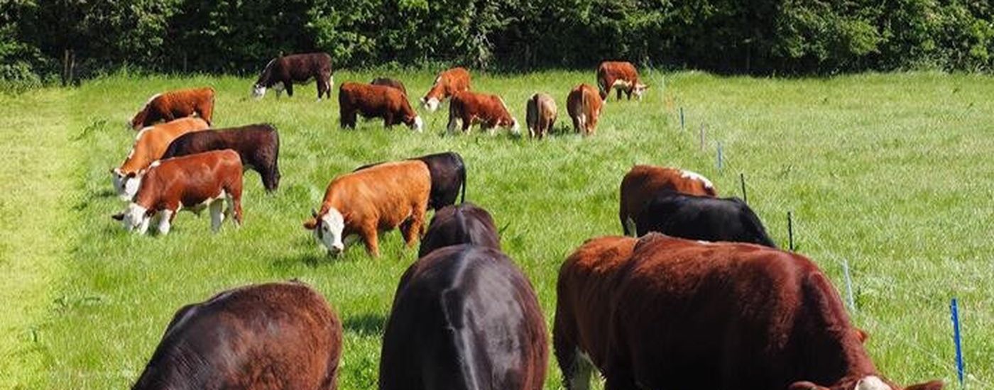 Lower dairy farm cows