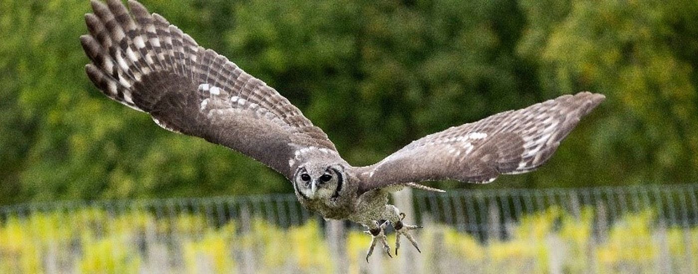 Groombridge Place bird of prey