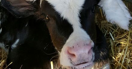 Plurenden Mooey Xmas