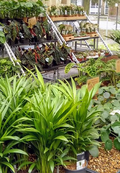 Greenhouse