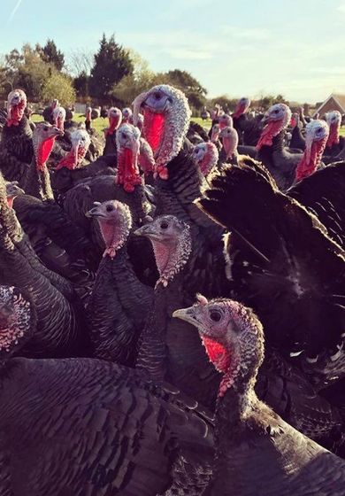 5 Sams Turkeys