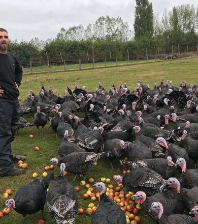 1 Sams Turkeys