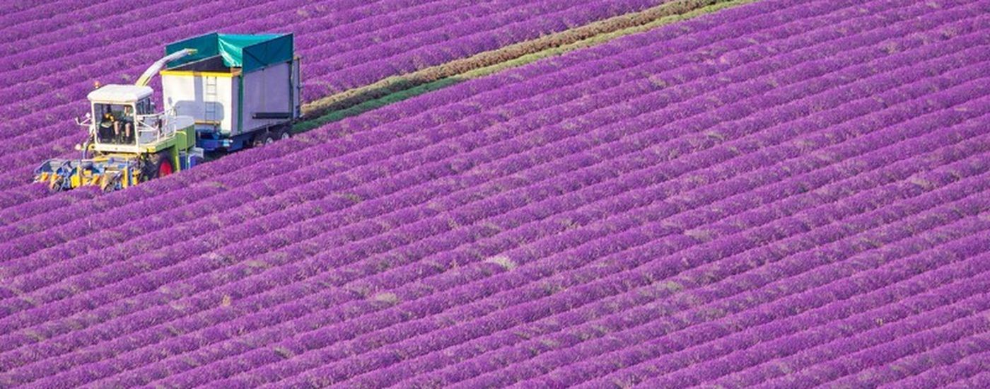 Castle Farm Lavender Harvest CROP