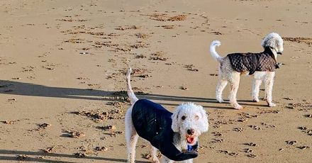 The Bay Tree dogs