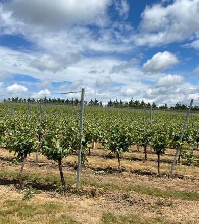 Tuffon Hall Vineyard June 2020 4