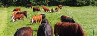 Lower dairy farm cows