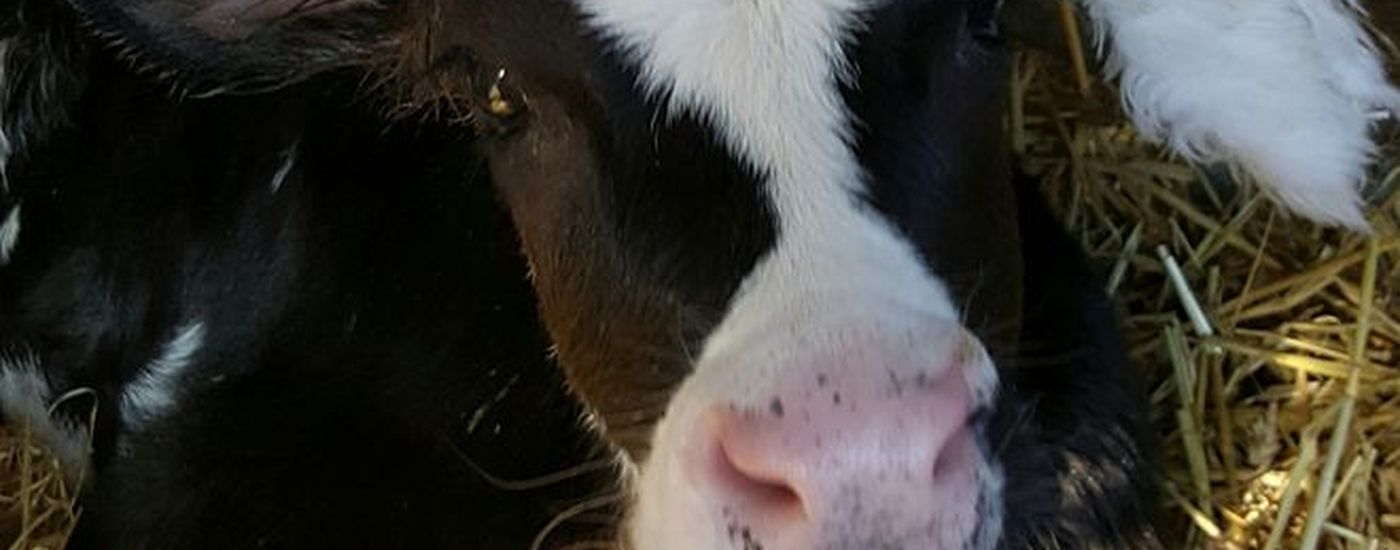 Plurenden Mooey Xmas