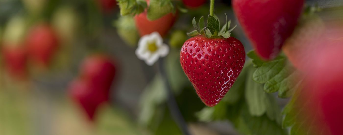 HLF Strawberries 074 4587