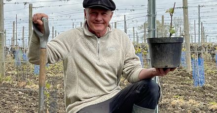 Barnsole Vineyard Wrotham Pinot