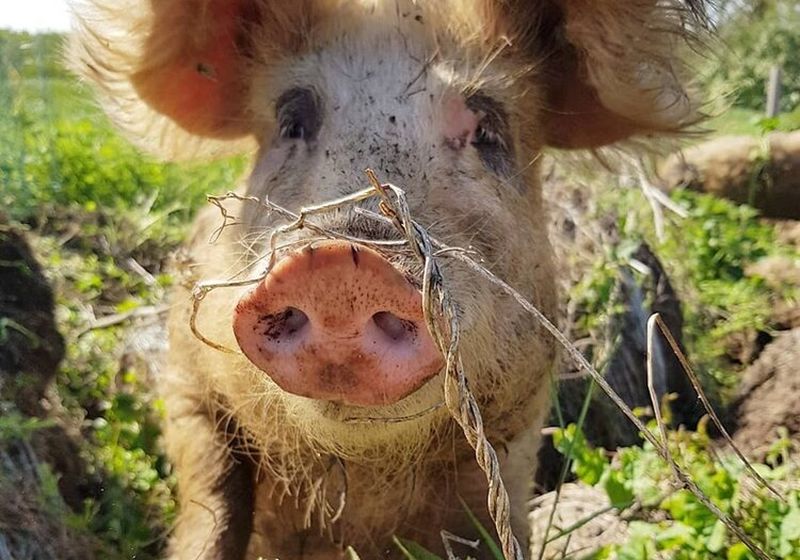 Lower Dairy Farm Pig