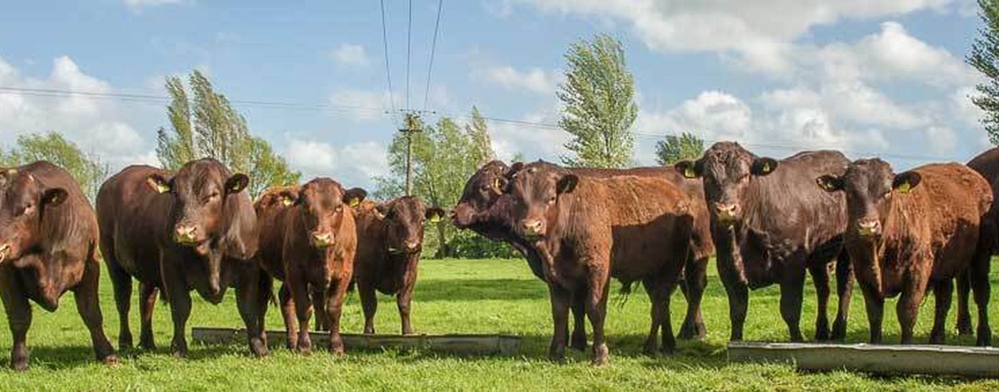 Livestock banner
